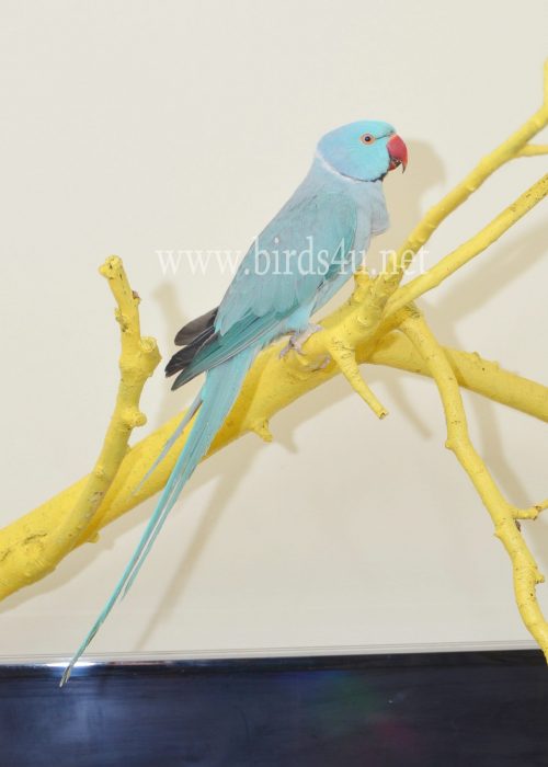 blue ringneck male