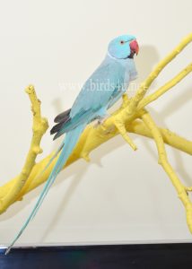 blue ringneck male