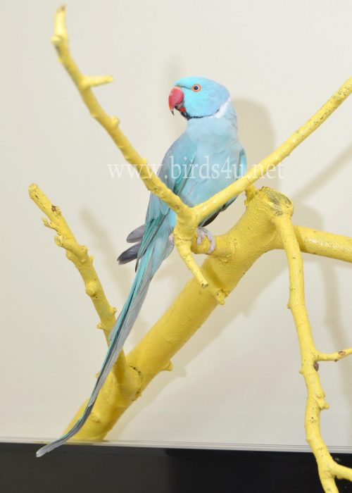 blue ringneck male