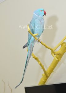 blue ringneck male