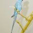 blue ringneck male