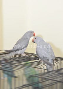 Baby grey ringneck