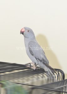 Baby grey ringneck