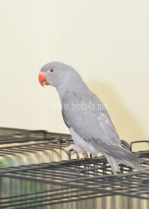 Baby grey ringneck