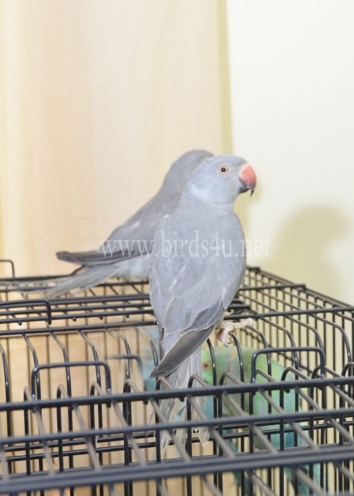 Baby grey ringneck