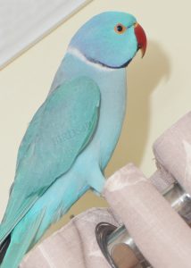 blue-ring-neck-talking-parrot-18-month-old-male birds4u.net