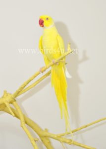 Yellow ringneck male