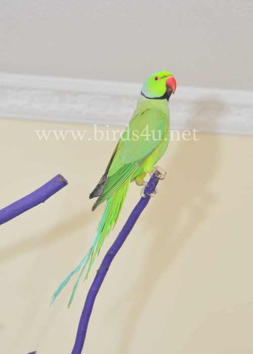 Male Ringneck parrot