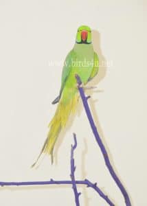 Male Ringneck parrot