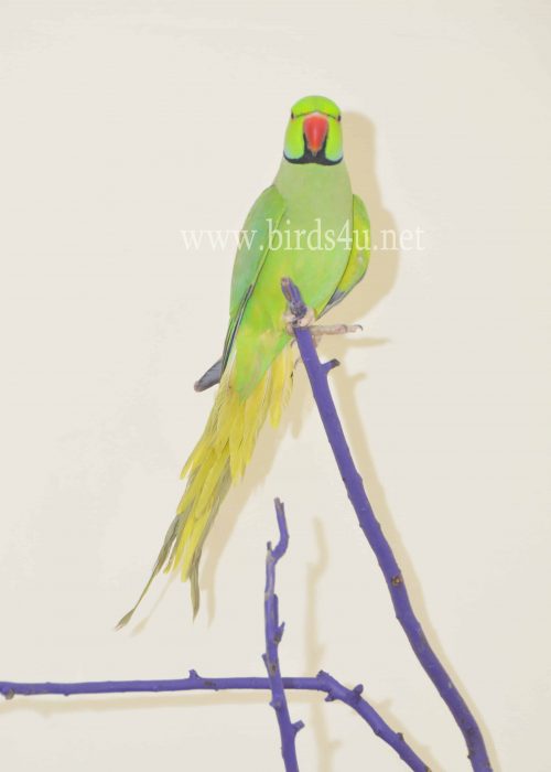 Male Ringneck parrot