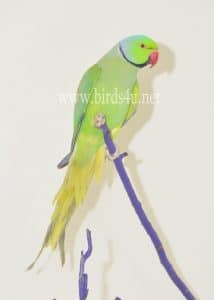 Male Ringneck parrot