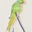 Male Ringneck parrot
