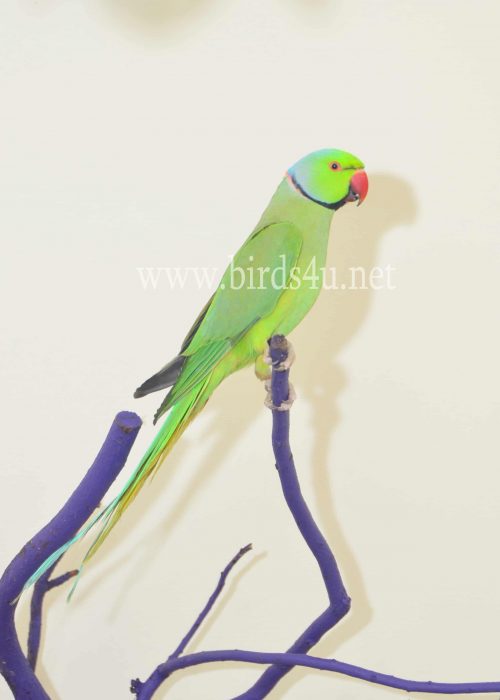 Male Ringneck parrot