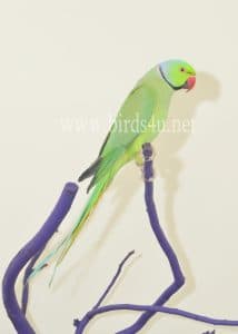 Male Ringneck parrot