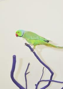 Male Ringneck parrot