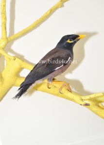 Mynah bird