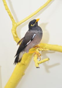 Mynah bird