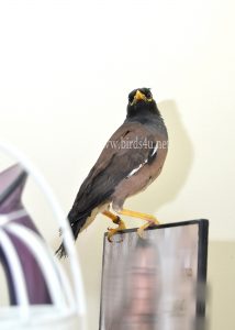 Mynah bird