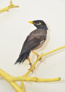 Mynah bird