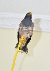 Mynah bird