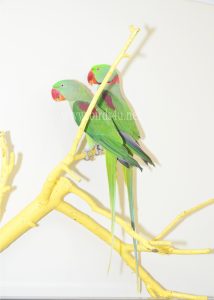 Alexanderin Breeding pair