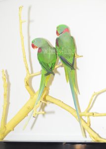 Alexanderin Breeding pair