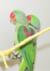 Alexanderin Breeding pair