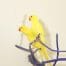 Yellow Ring Neck