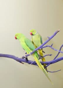 indian ringneck pair