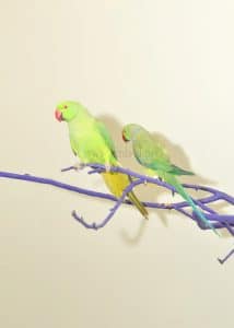 indian ringneck pair