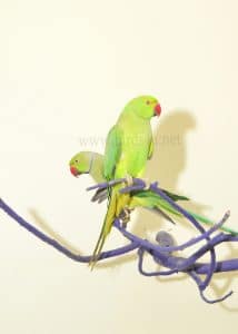 indian ringneck pair