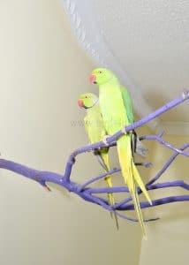 indian ringneck pair