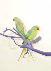 indian ringneck pair