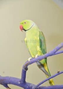 indian ringneck pair