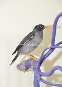 Mynah bird