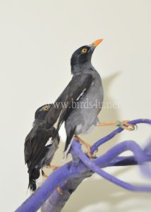 Mynah bird