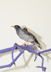 Mynah bird