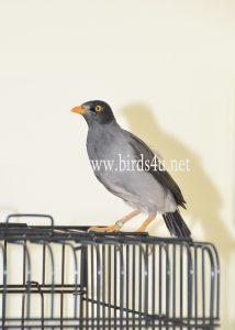 Mynah bird