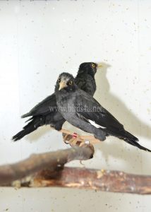 Large Crested Mynah