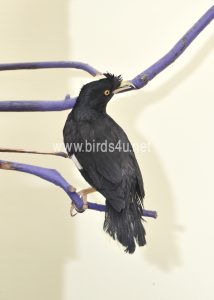 Large Crested Mynah bird