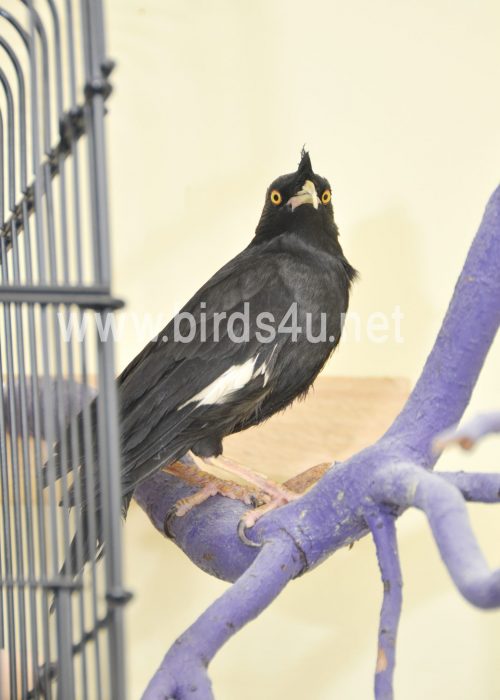 Large Crested Mynah bird