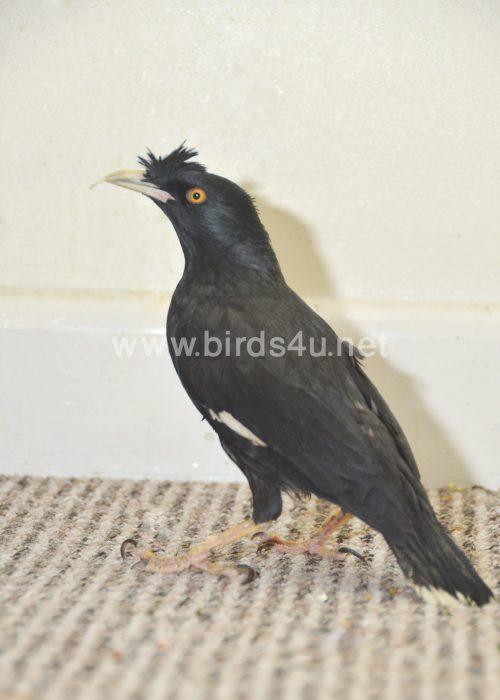 Large Crested Mynah bird