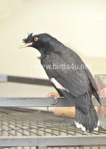 Large Crested Mynah bird