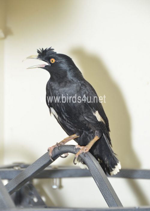 Large Crested Mynah bird