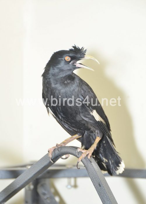 Large Crested Mynah bird