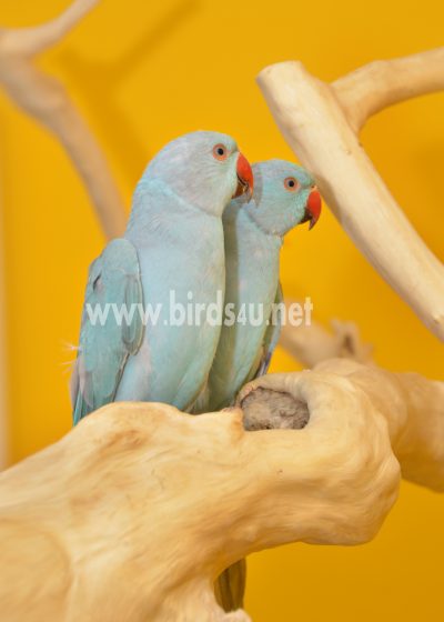 Golden Mantle Rosella - Birds4U