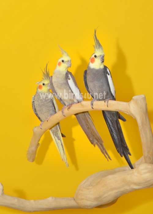 cockatiel / baby cockatiel/ pet bird