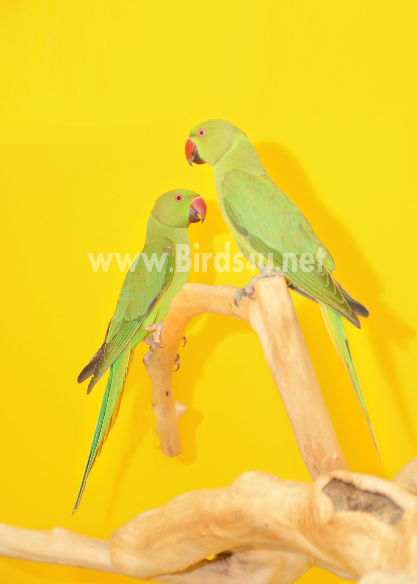 Baby Ringneck Talking Parrot Birds4u