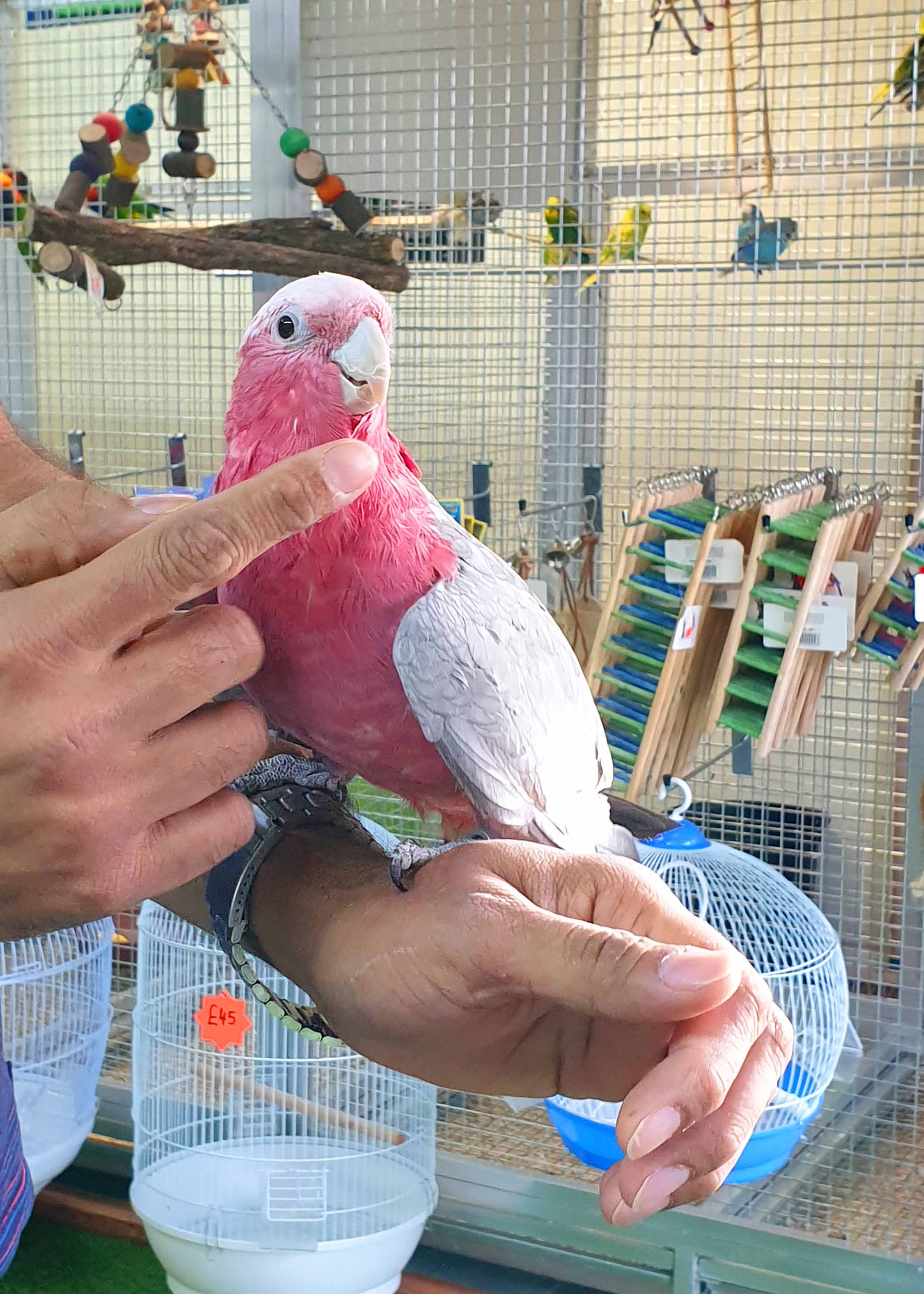 galah cockatoo price galah cockatoo price
