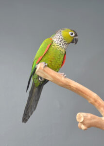 black-capped conure